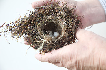 Image showing Bird nest with eggs in hands of man