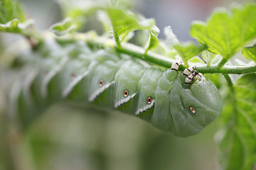 Image showing Tomato worm on plant