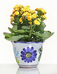 Image showing Kalanchoe Flower