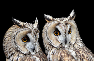 Image showing Two Boreal Owls