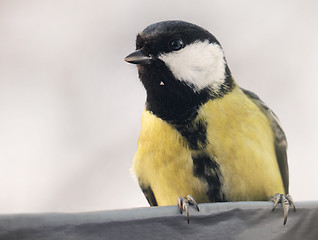 Image showing Great Tit