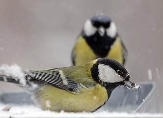 Image showing Two Great Tits