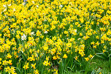 Image showing  white in london yellow flower 