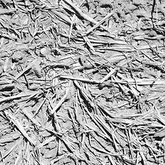 Image showing cracked sand in morocco africa  macro hay