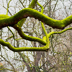 Image showing park in london spring sky and old dead tree 