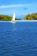 Image showing beach ile du cerfs seaweed in indian sail