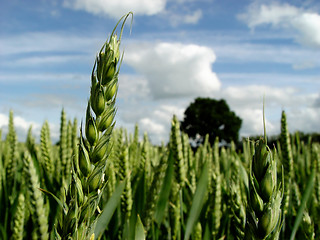 Image showing wheat in the field