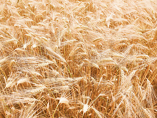 Image showing Retro looking Barleycorn field