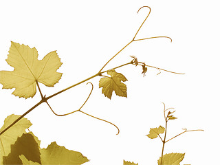 Image showing Retro looking Vine picture