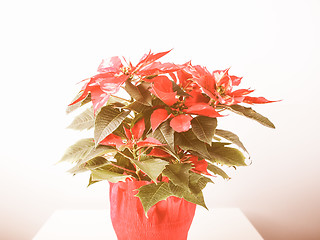 Image showing Retro looking Poinsettia