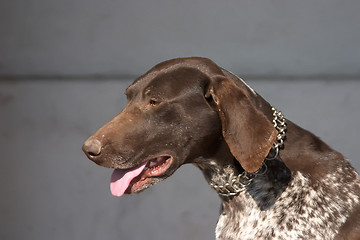 Image showing Hunter dog