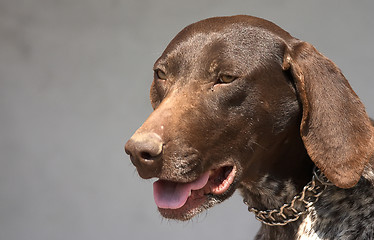 Image showing Hunter terrier