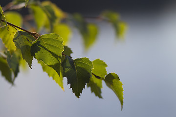 Image showing Leafs