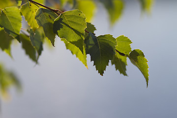 Image showing Leafs