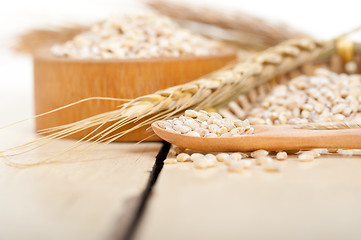 Image showing organic barley grains