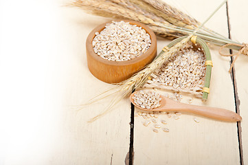 Image showing organic barley grains