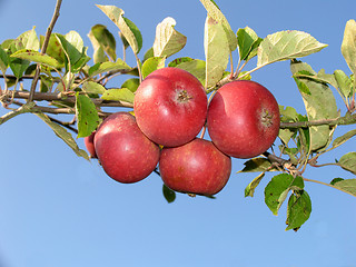 Image showing Red apples