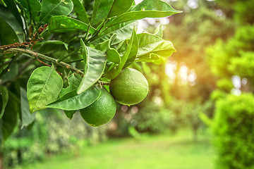 Image showing Lime tree fruits 