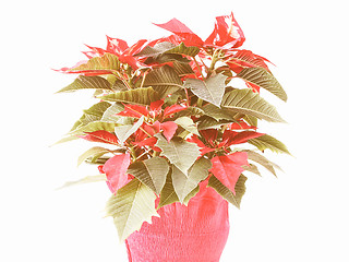 Image showing Retro looking Poinsettia