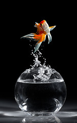 Image showing Goldfish jump