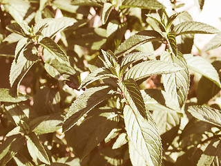 Image showing Retro looking Peppermint