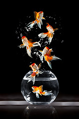 Image showing Goldfishs jumps
