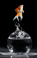 Image showing Goldfish jump