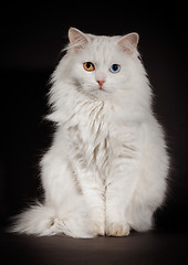 Image showing varicoloured eyes white cat