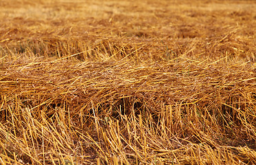 Image showing straw on field