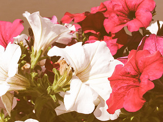 Image showing Retro looking Flower picture