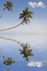 Image showing Tropical Scenery