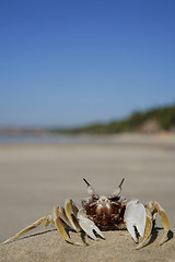 Image showing Tropical Crab