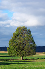 Image showing tree