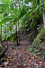 Image showing rainforest