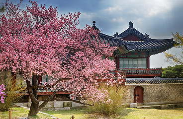 Image showing beautiful pink cherry blossom (Sakura) flower, and with vintage 