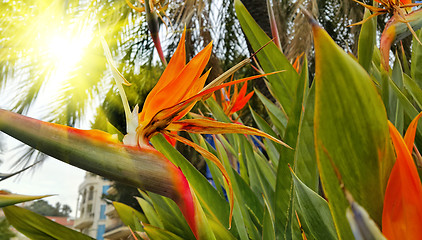 Image showing Strelitzia Reginae flower (bird of paradise flower) 