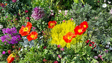 Image showing Nature background of colorful bright flowerbed 