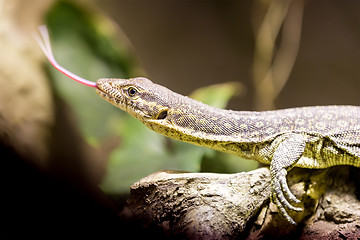 Image showing small lizzard varanus timorensis