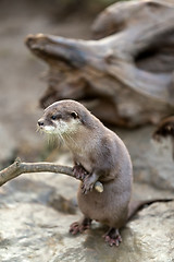 Image showing European otter (Lutra lutra)