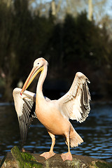 Image showing rare Spot-billed pelican, Pelecanus philippensisin