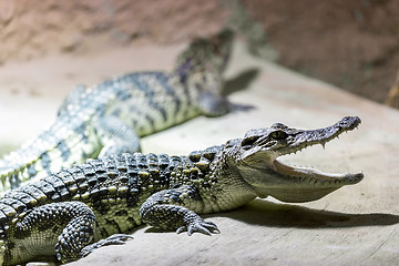 Image showing small Crocodile showin his teeth