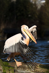 Image showing rare Spot-billed pelican, Pelecanus philippensisin