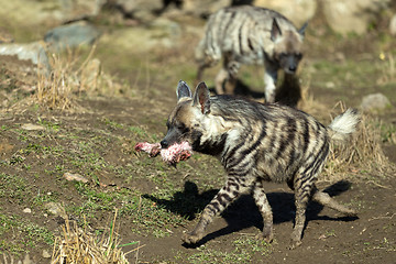 Image showing Striped hyena (Hyaena hyaena)