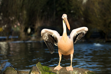 Image showing rare Spot-billed pelican, Pelecanus philippensisin