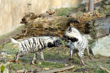 Image showing Striped hyena (Hyaena hyaena)