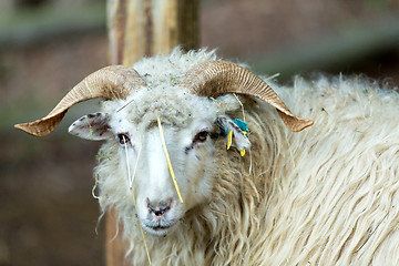 Image showing ram or rammer, male of sheep