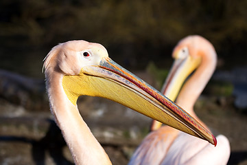 Image showing rare Spot-billed pelican, Pelecanus philippensisin