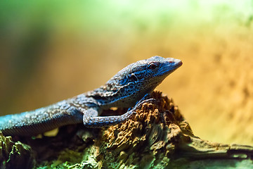 Image showing small lizzard varanus timorensis