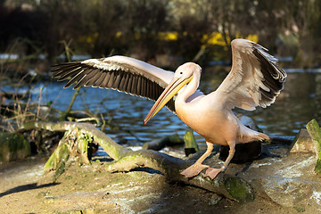 Image showing rare Spot-billed pelican, Pelecanus philippensisin