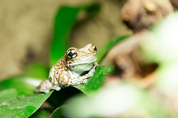 Image showing tree frog or Amazon milk frog